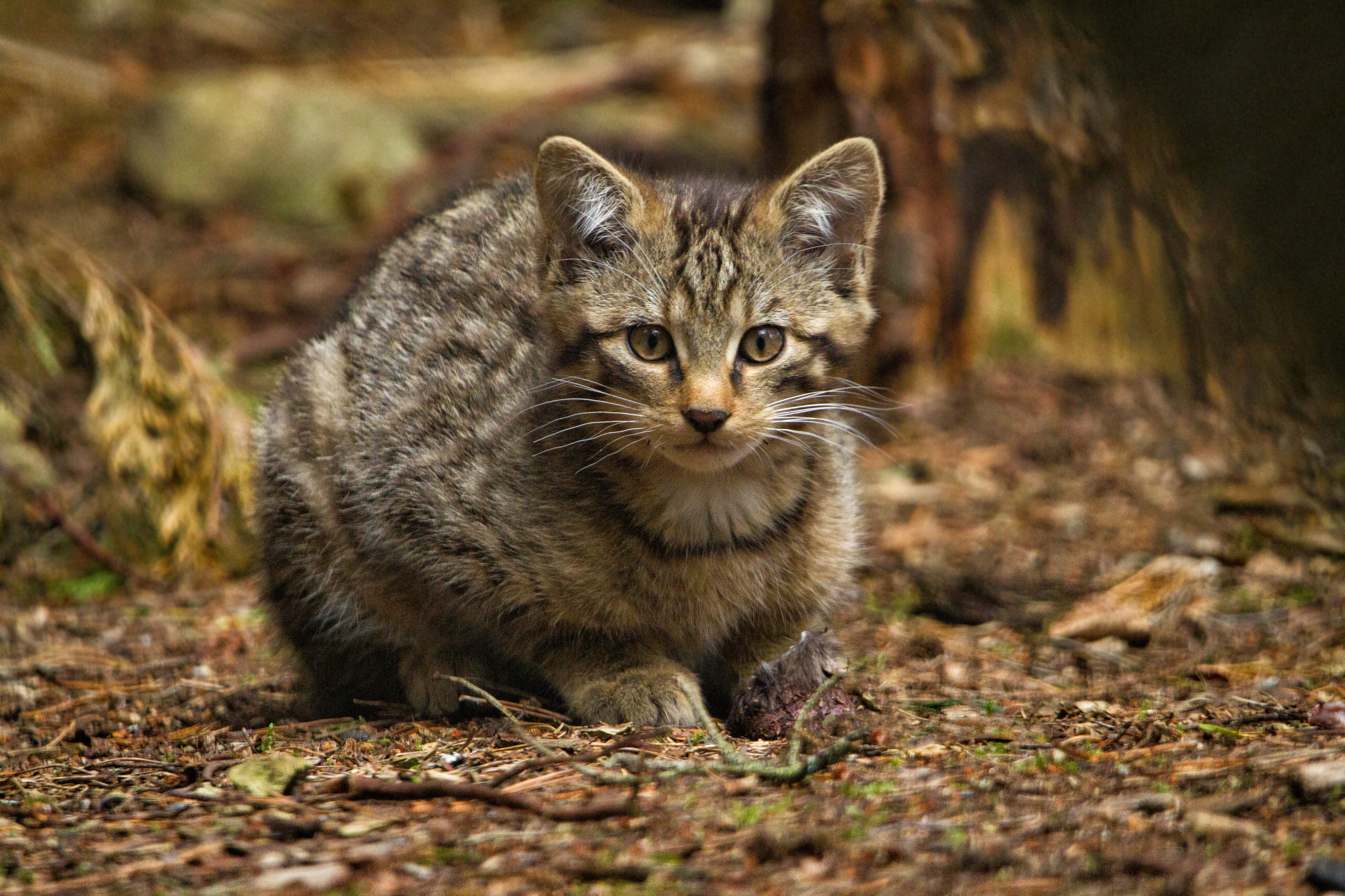 Wild cat. Европейский Лесной кот камышовый. Дикий Степной кот. Лесная Степная кошка. Кубанская Степная кошка.