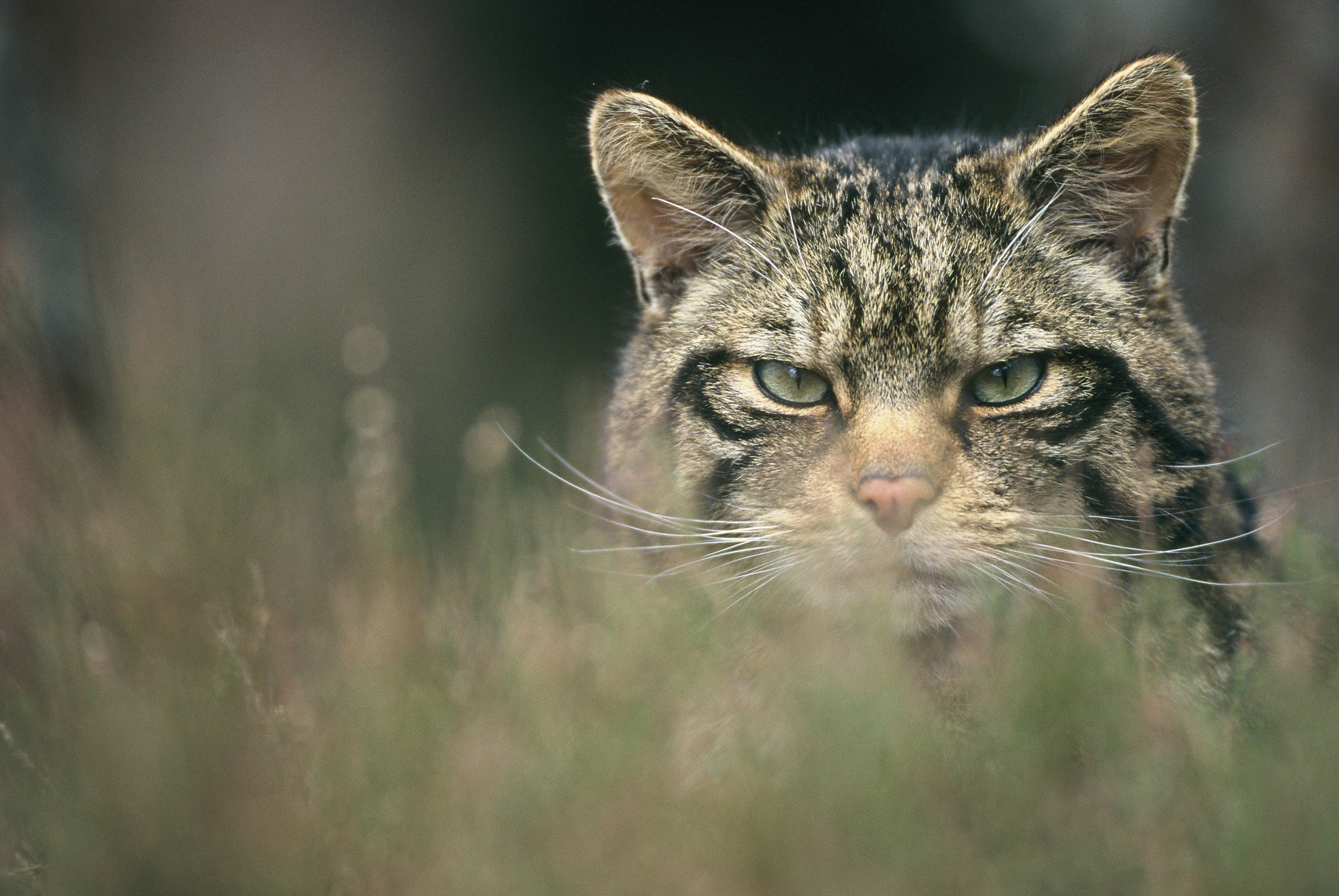 Wildcat. Европейский дикий Лесной кот. Шотландская Лесная кошка. Scottish Cat дикий Лесной кот. Ирландская Лесная кошка.