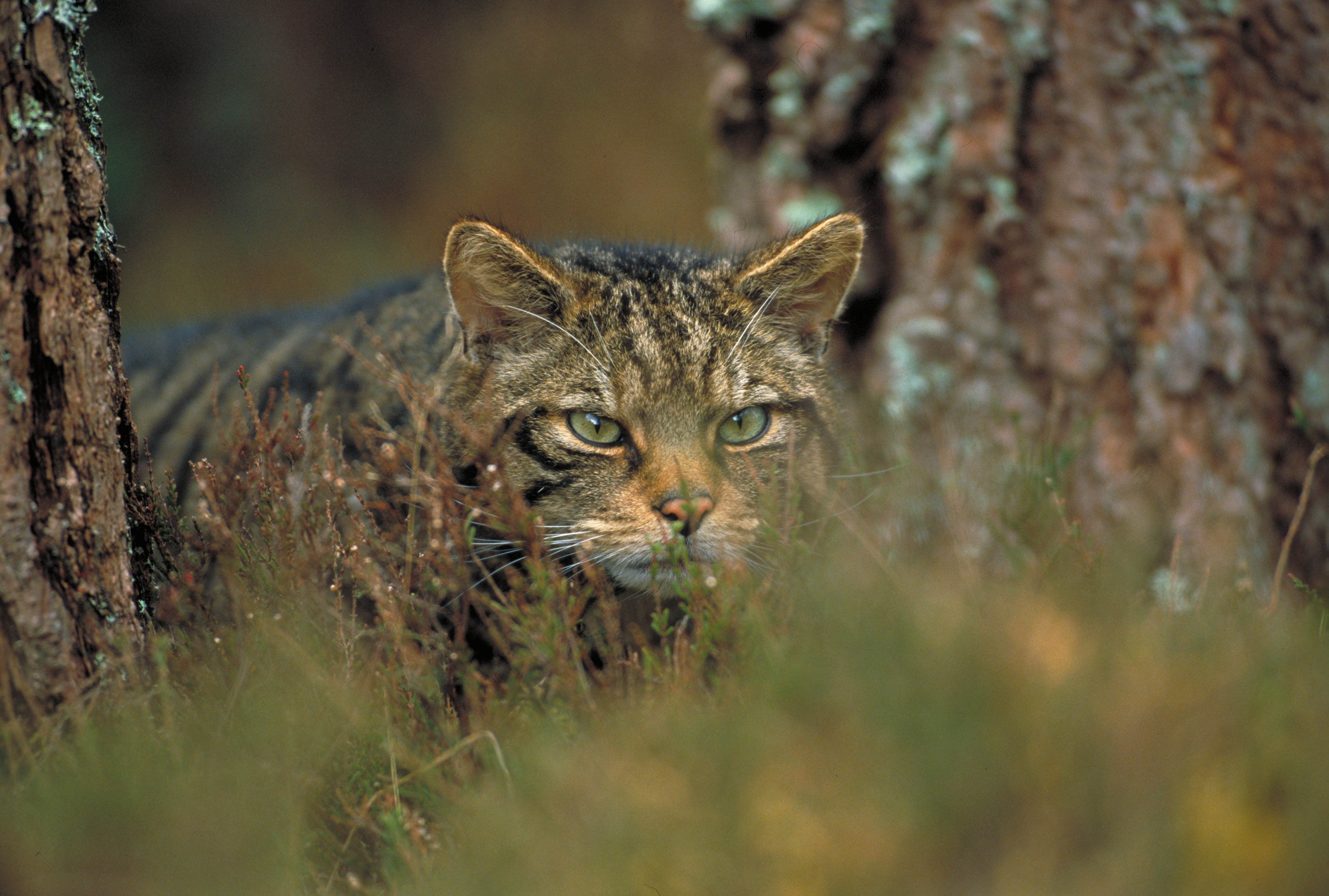 Wildcat. Критская Дикая кошка. Дикие коты Англии. Хорватский кот.