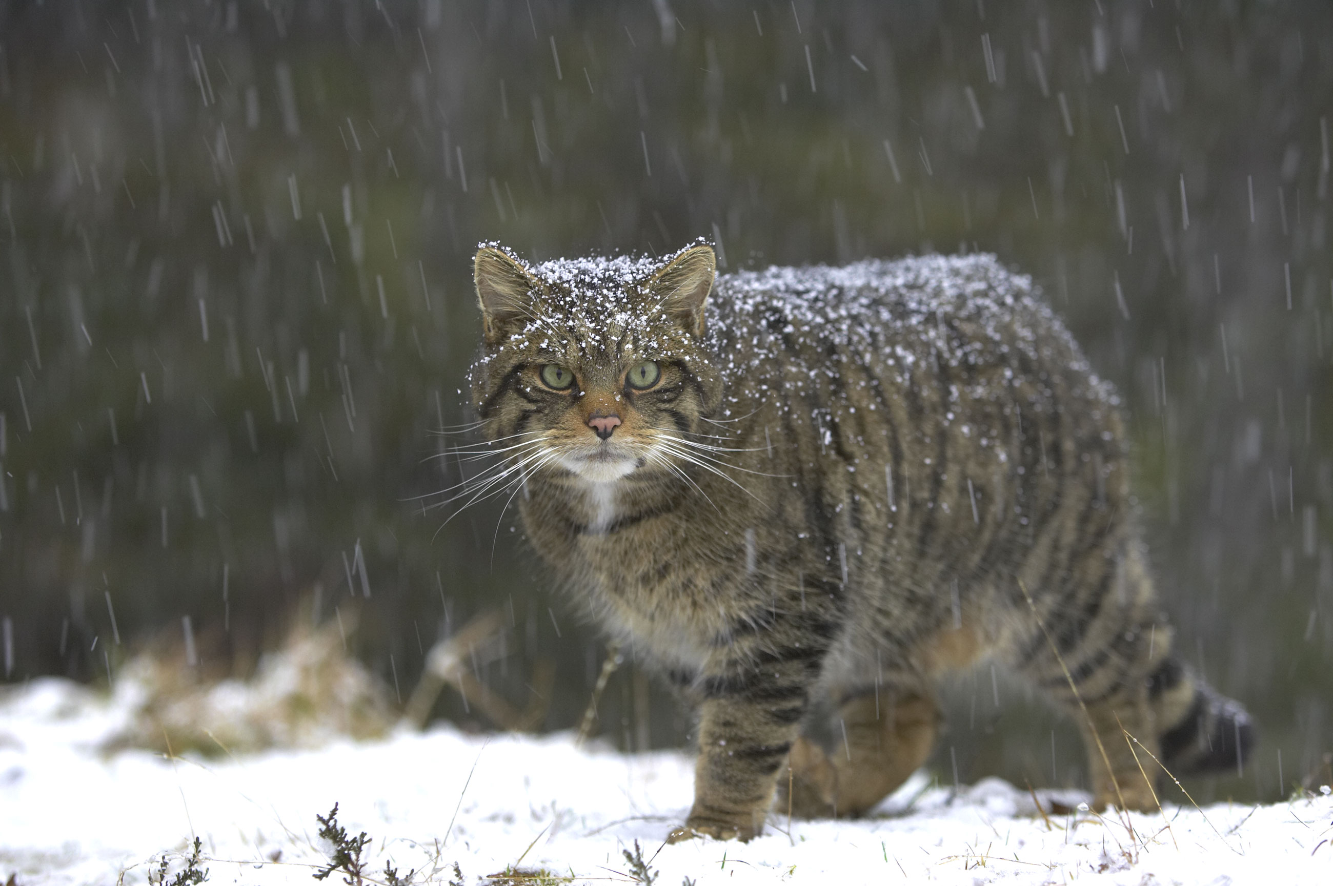 Saving Wildcats Scottish Wildcat Conservation And Recovery Saving Wildcats