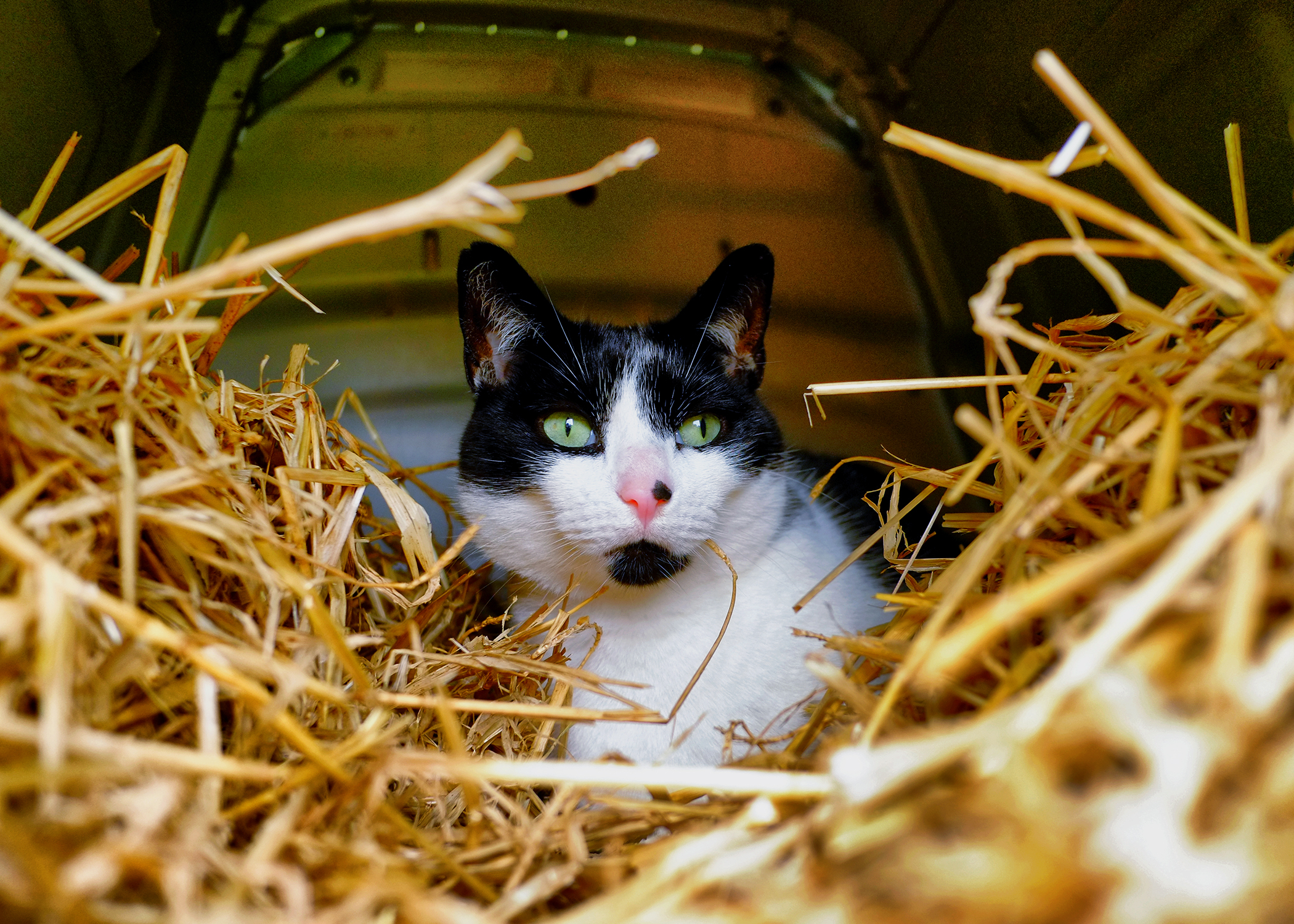 Feral hot sale cat vaccinations