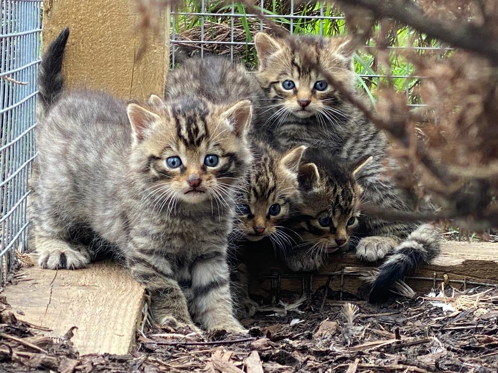 Saving baby hot sale kittens